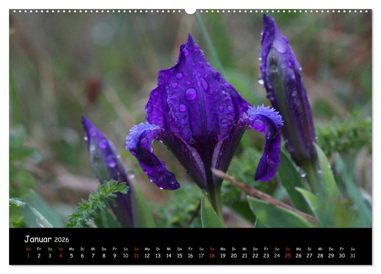 Produktbild: Naturjuwelen - Neusiedler See (hochwertiger Premium Wandkalender 2026 DIN A2 quer), Kunstdruck in Hochglanz