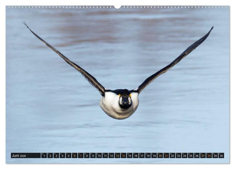 Produktbild: Die grandiose Tierwelt von Finnland (hochwertiger Premium Wandkalender 2026 DIN A2 quer), Kunstdruck in Hochglanz