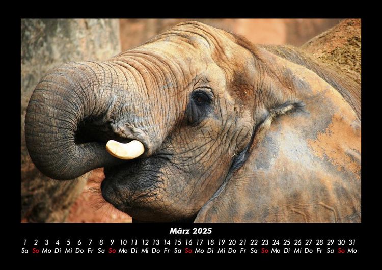 Produktbild: Elefanten - Die sanften Riesen Afrikas 2025 Fotokalender DIN A3