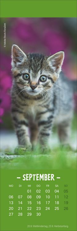 Produktbild: Katzen Lesezeichen & Kalender 2027