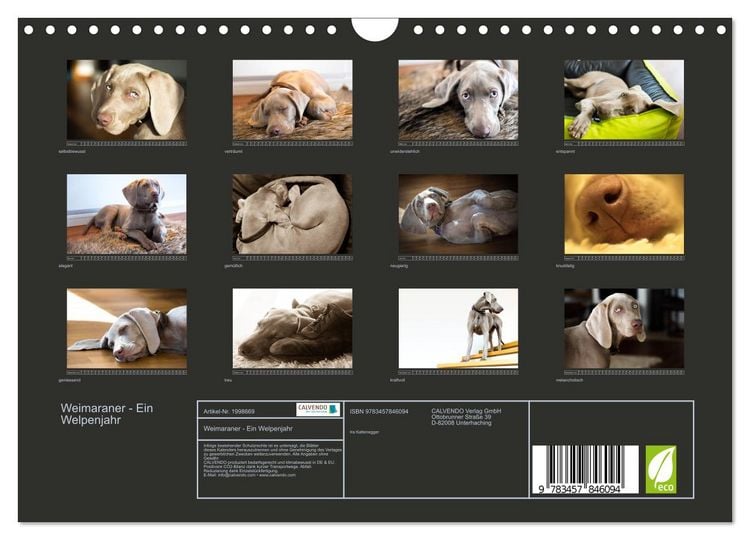 Produktbild: Weimaraner - Ein Welpenjahr (Wandkalender 2026 DIN A4 quer), CALVENDO Monatskalender