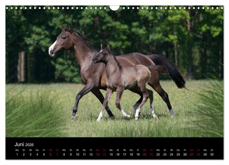 Produktbild: Vollblutaraber - Sch&ouml;nheit und Adel (Wandkalender 2026 DIN A3 quer), CALVENDO Monatskalender