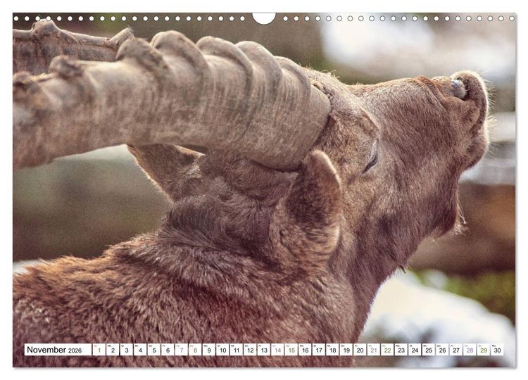 Produktbild: Steinb&ouml;cke - imposante Tiere (Wandkalender 2026 DIN A3 quer), CALVENDO Monatskalender