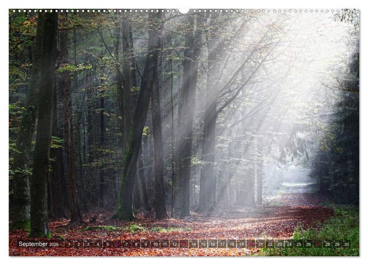 Produktbild: Erleuchtung im Wald (hochwertiger Premium Wandkalender 2026 DIN A2 quer), Kunstdruck in Hochglanz