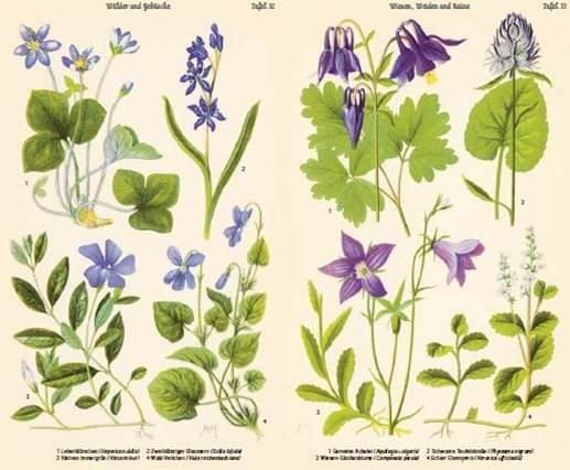 Produktbild: Bilder-Atlas der Fr&uuml;hlingsblumen