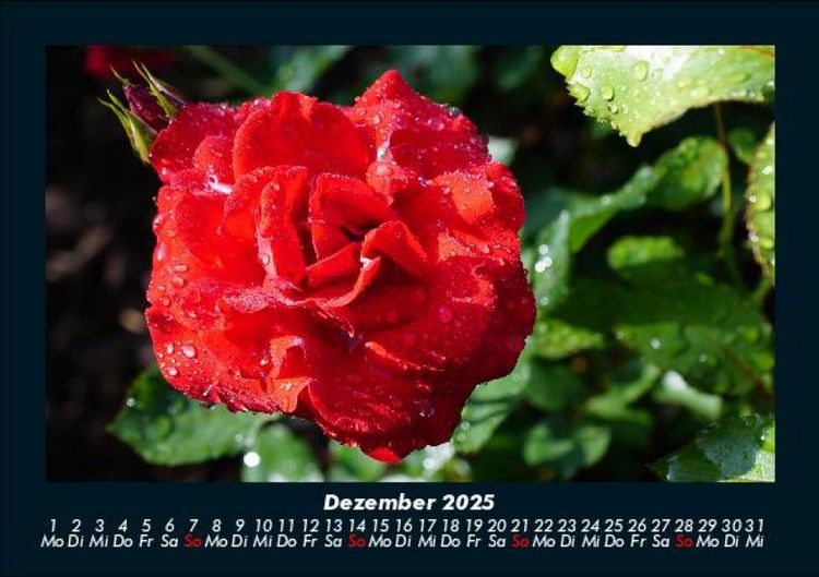 Produktbild: Blumentr&auml;ume 2025 Fotokalender DIN A5