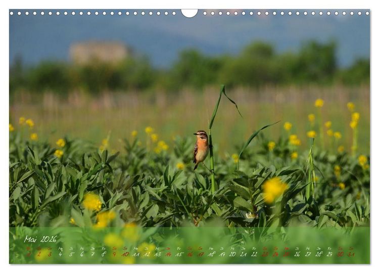 Produktbild: Wilde Toskana - von Ren&eacute; Schaack (Wandkalender 2026 DIN A3 quer), CALVENDO Monatskalender