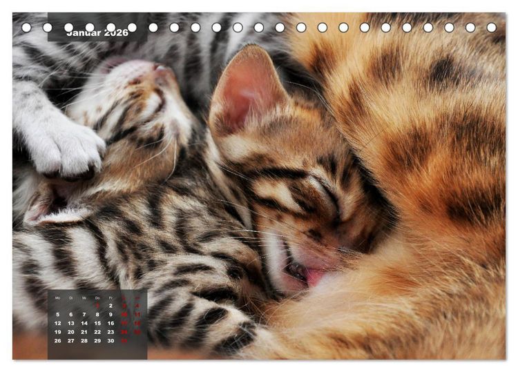 Produktbild: Bengal K&auml;tzchen (Tischkalender 2026 DIN A5 quer), CALVENDO Monatskalender