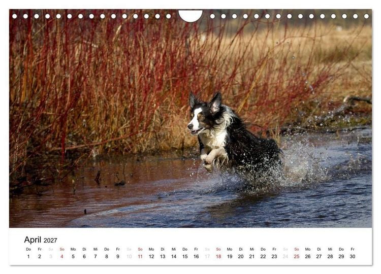 Produktbild: Australian Shepherd - Traum auf vier Pfoten (Wandkalender 2027 DIN A4 quer), CALVENDO Monatskalender