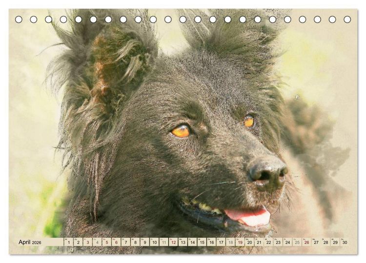 Produktbild: Altdeutsche H&uuml;tehunde 2026 (Tischkalender 2026 DIN A5 quer), CALVENDO Monatskalender