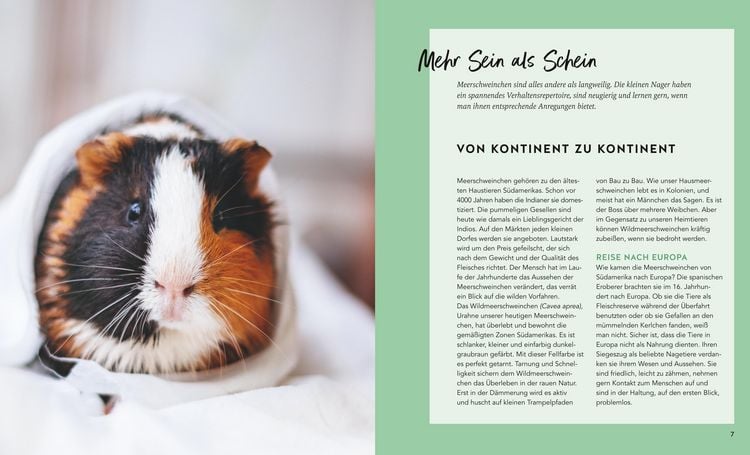 Produktbild: Meerschweinchen