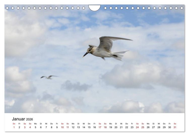 Produktbild: M&ouml;wen am Meer (Wandkalender 2026 DIN A4 quer), CALVENDO Monatskalender