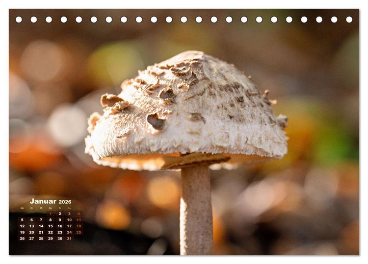 Produktbild: Fantastische Pilzwelten (Tischkalender 2026 DIN A5 quer), CALVENDO Monatskalender