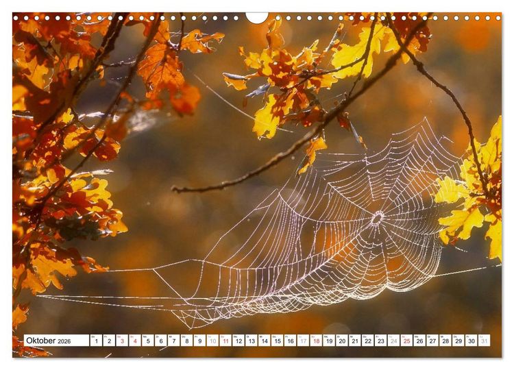 Produktbild: Bunte Bl&auml;tter (Wandkalender 2026 DIN A3 quer), CALVENDO Monatskalender