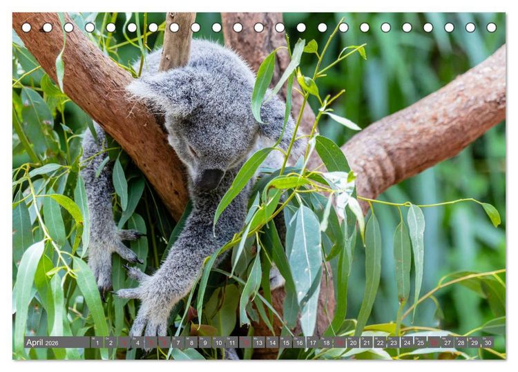 Produktbild: Australien - Metropolen &bull; Outback &bull; Regenwald &bull; Koalas (Tischkalender 2026 DIN A5 quer), CALVENDO Monatskalender
