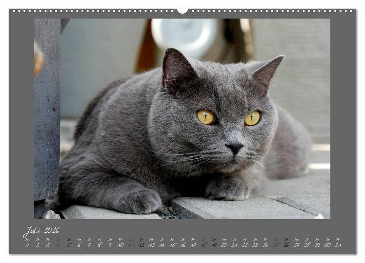 Produktbild: GRAUE ENGEL Britischkurzhaar-Katzen (Wandkalender 2026 DIN A2 quer), CALVENDO Monatskalender