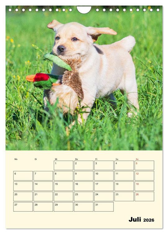 Produktbild: Familienplaner - Labrador Welpen entdecken die Welt (Wandkalender 2026 DIN A4 hoch), CALVENDO Monatskalender