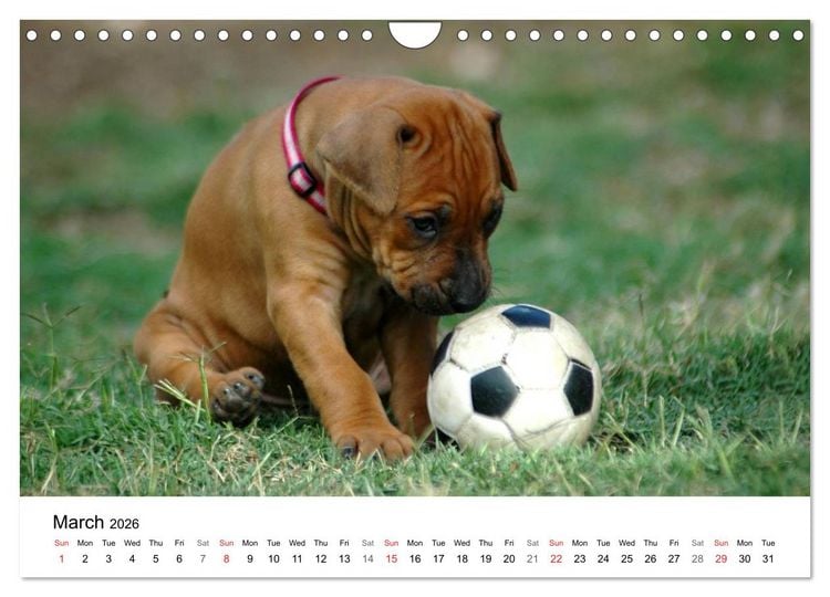 Produktbild: Rhodesian Ridgeback Puppies (Wall Calendar 2026 DIN A4 landscape), CALVENDO 12 Month Wall Calendar