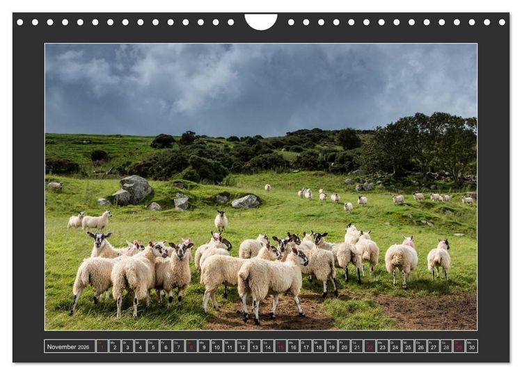 Produktbild: IRLAND - Insel der gl&uuml;cklichen Schafe (Wandkalender 2026 DIN A4 quer), CALVENDO Monatskalender