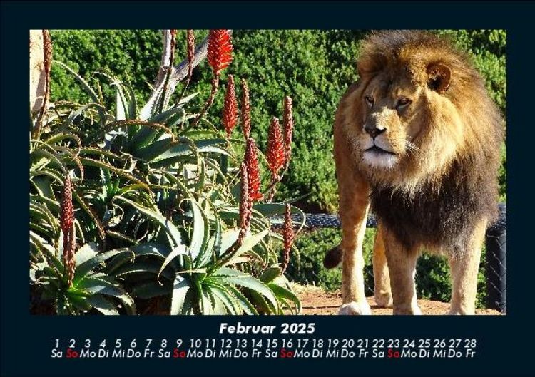Produktbild: L&ouml;wen in der Wildnis 2025 Fotokalender DIN A5