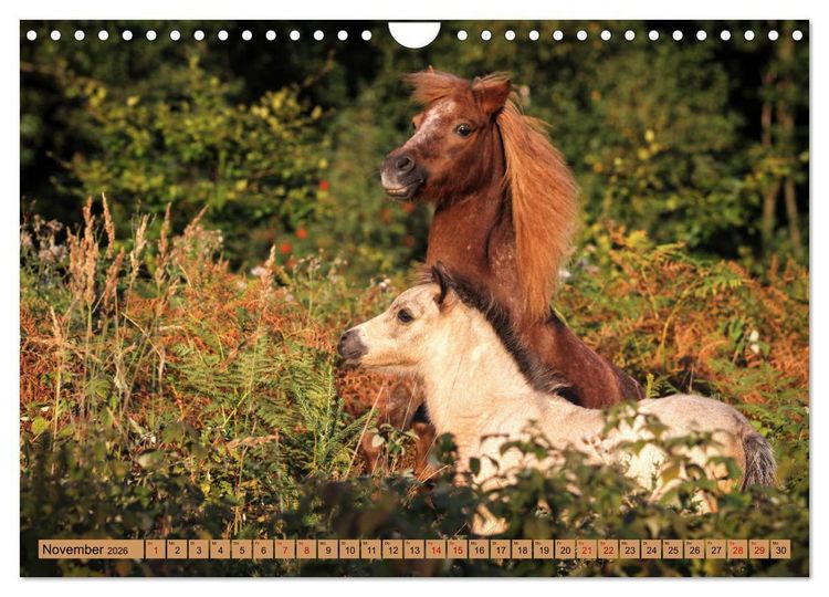 Produktbild: Ponys, die starken Pers&ouml;nlichkeiten (Wandkalender 2026 DIN A4 quer), CALVENDO Monatskalender