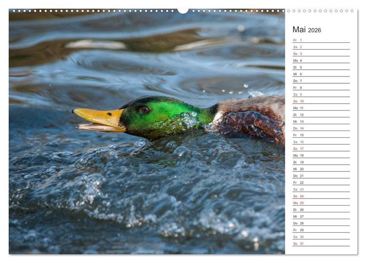Produktbild: Emotionale Momente: Die Stockente. (Wandkalender 2026 DIN A2 quer), CALVENDO Monatskalender