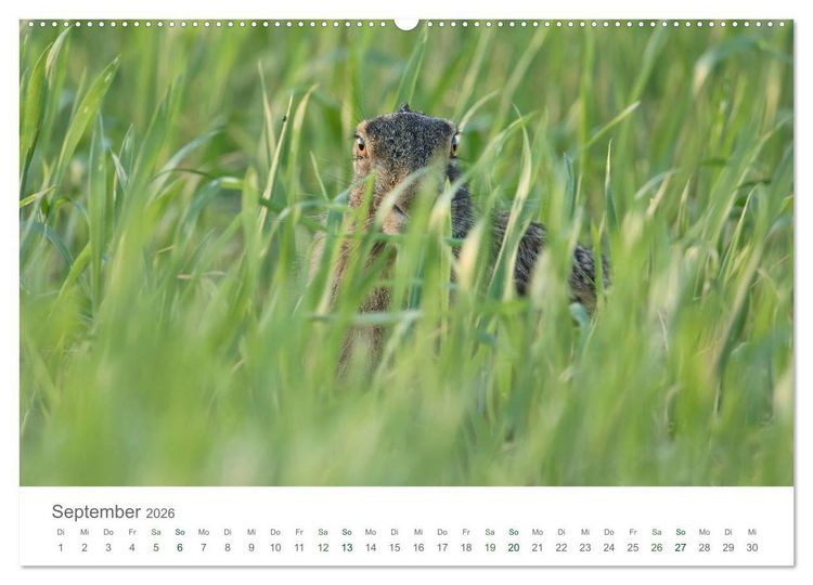 Produktbild: Feldhasen - dem Langohr auf der Spur (Wandkalender 2026 DIN A2 quer), CALVENDO Monatskalender