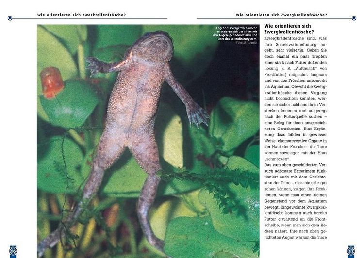 Produktbild: Der Zwergkrallenfrosch