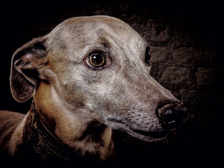 Produktbild: CALVENDO Puzzle Whippet Windhund | 1000 Teile Lege-Gr&ouml;&szlig;e 64x48cm Foto-Puzzle f&uuml;r gl&uuml;ckliche Stunden