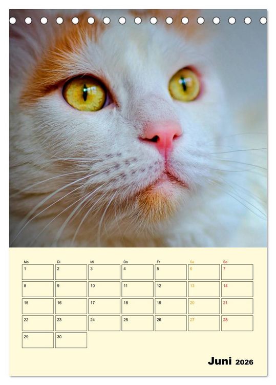 Produktbild: K&auml;tzchen - Theater (Tischkalender 2026 DIN A5 hoch), CALVENDO Monatskalender