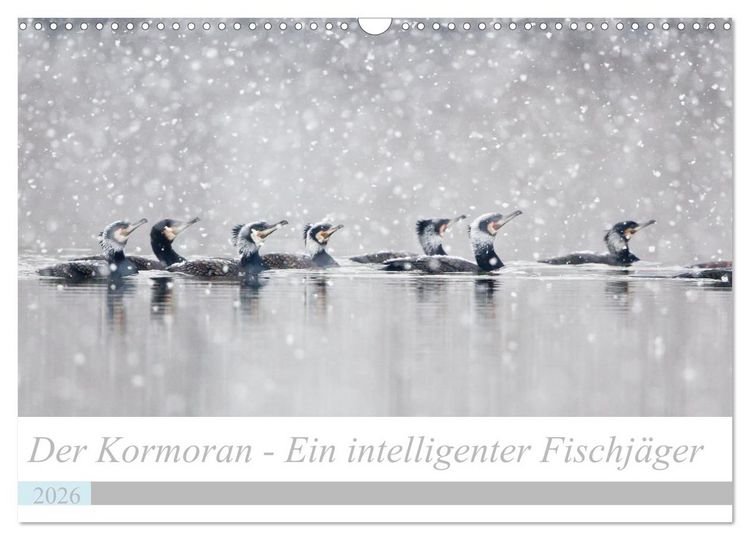 Produktbild: Der Kormoran - Ein intelligenter Fischj&auml;ger (Wandkalender 2026 DIN A3 quer), CALVENDO Monatskalender
