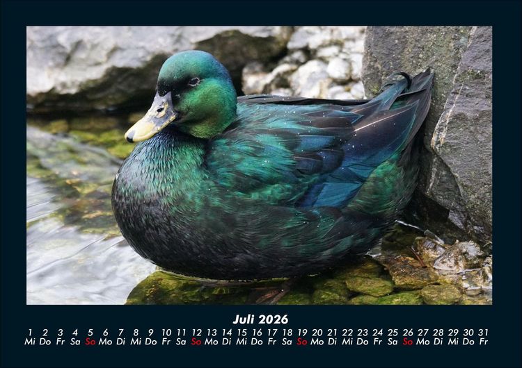 Produktbild: Welt der V&ouml;gel 2026 Fotokalender DIN A4