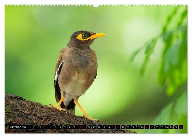Produktbild: Singapurs Tierwelt (hochwertiger Premium Wandkalender 2026 DIN A2 quer), Kunstdruck in Hochglanz