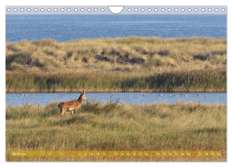 Produktbild: Dar&szlig;-Zingst Naturimpressionen (Wandkalender 2026 DIN A4 quer), CALVENDO Monatskalender