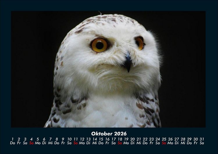 Produktbild: Welt der V&ouml;gel 2026 Fotokalender DIN A4