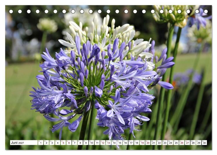 Produktbild: Bl&uuml;tenzauber auf Madeira. Wildblumen und Ziergew&auml;chse (Tischkalender 2027 DIN A5 quer), CALVENDO Monatskalender