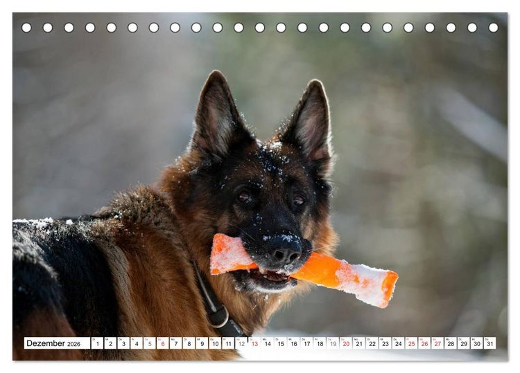 Produktbild: Deutscher Sch&auml;ferhund - Der beste Freund des Menschen (Tischkalender 2026 DIN A5 quer), CALVENDO Monatskalender