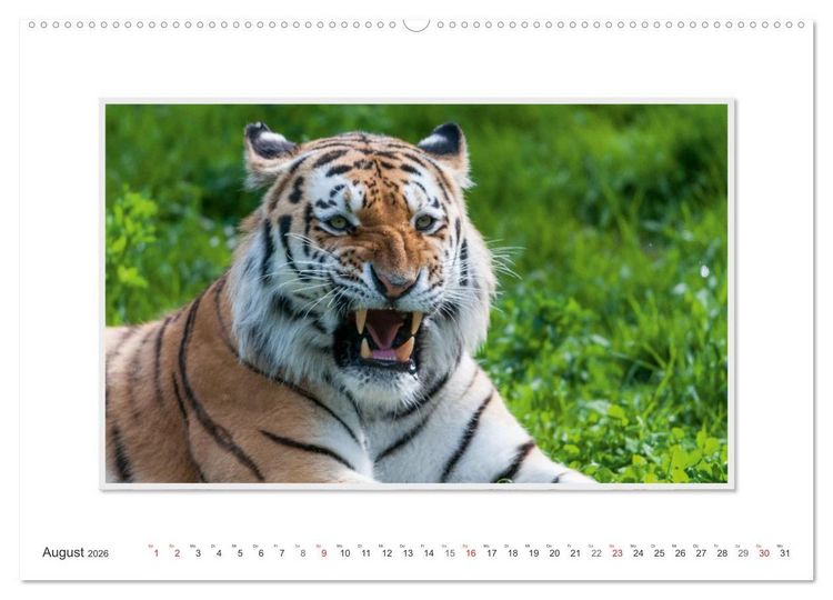 Produktbild: Emotionale Momente: Tiger - Kraft & Sch&ouml;nheit. / CH-Version (Wandkalender 2026 DIN A2 quer), CALVENDO Monatskalender