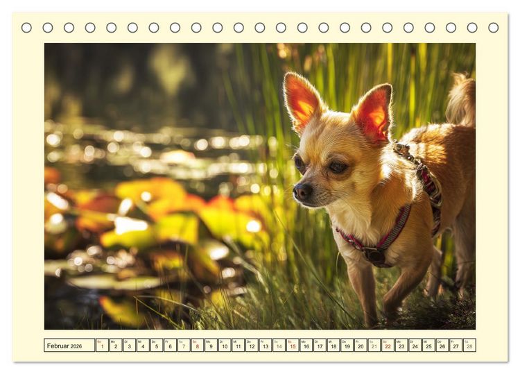 Produktbild: Reizende Chihuahuas. Winzige Hunde mit riesigem Ego und Grips (Tischkalender 2026 DIN A5 quer), CALVENDO Monatskalender