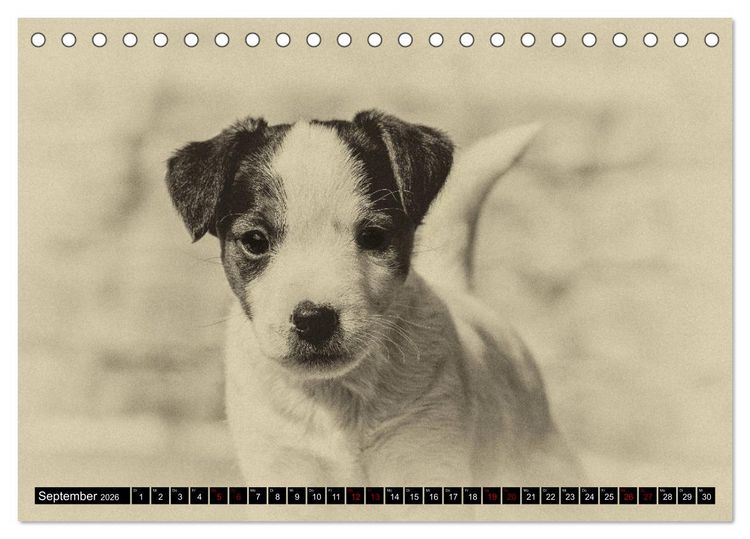 Produktbild: Parson Jack Russel Welpen (Tischkalender 2026 DIN A5 quer), CALVENDO Monatskalender