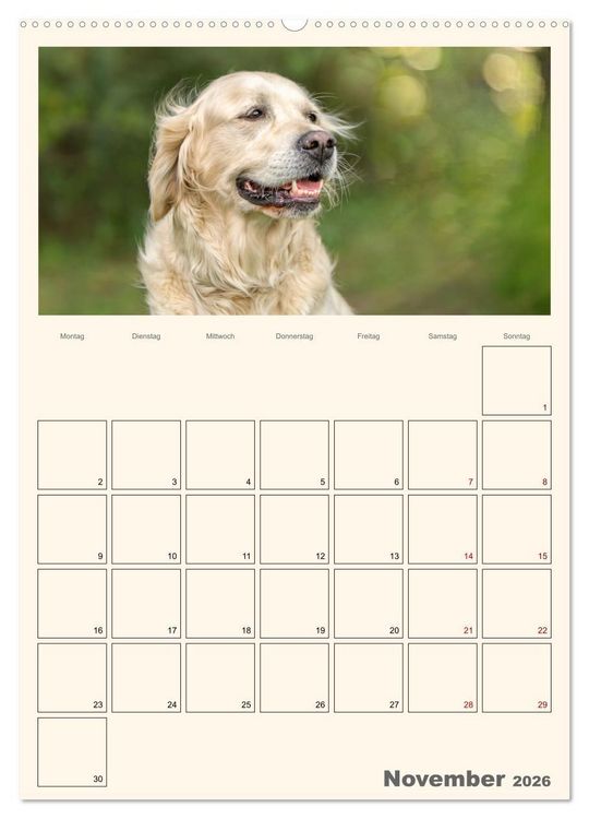 Produktbild: Zauberhafte Golden Retriever (hochwertiger Premium Wandkalender 2026 DIN A2 hoch), Kunstdruck in Hochglanz