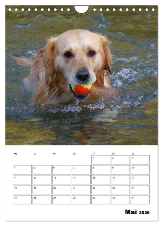 Produktbild: Gl&uuml;cklicher Golden Retriever (Wandkalender 2026 DIN A4 hoch), CALVENDO Monatskalender