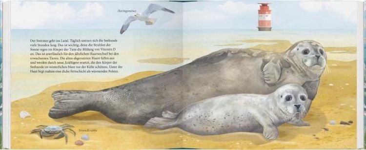 Produktbild: Der kleine Seehund und das Meer