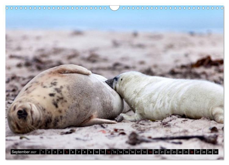 Produktbild: Robbenbabys (Wandkalender 2027 DIN A3 quer), CALVENDO Monatskalender