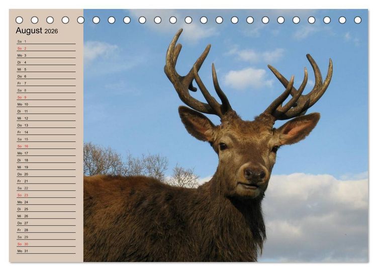 Produktbild: Rotwild. Edle Hirsche, stolze K&uuml;he (Tischkalender 2026 DIN A5 quer), CALVENDO Monatskalender