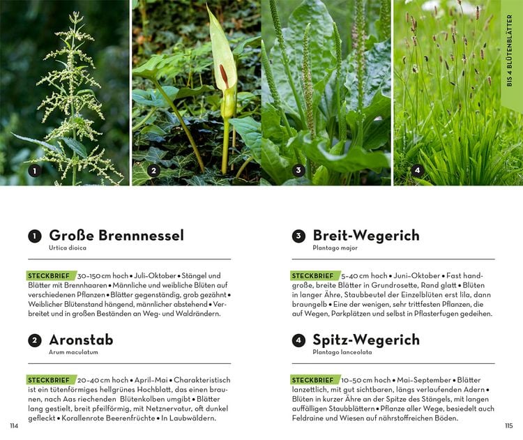 Produktbild: Basic Blumen