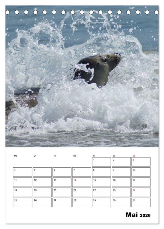 Produktbild: Liebenswerte Robben (Tischkalender 2026 DIN A5 hoch), CALVENDO Monatskalender