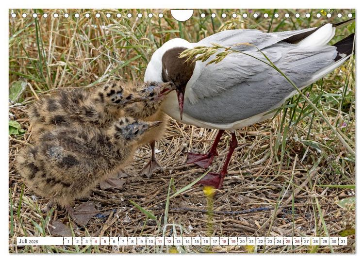 Produktbild: Sturmerprobt - V&ouml;gel an Nordfrieslands K&uuml;ste (Wandkalender 2026 DIN A4 quer), CALVENDO Monatskalender