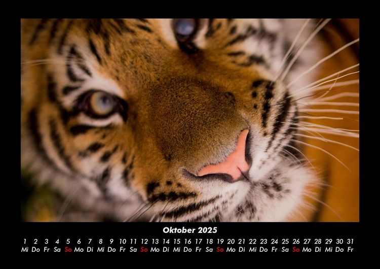 Produktbild: Tiger 2025 Fotokalender DIN A3