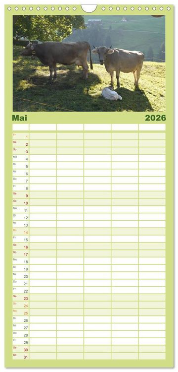 Produktbild: Familienplaner 2026 - K&uuml;he mit H&ouml;rnern mit 5 Spalten (Wandkalender, 21 x 45 cm) CALVENDO